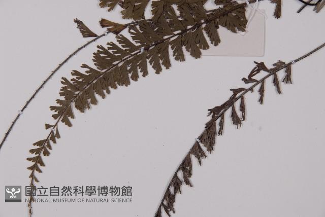 鞭葉鐵線蕨藏品圖，第3張