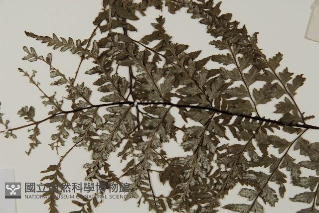 粉葉蕨藏品圖，第4張