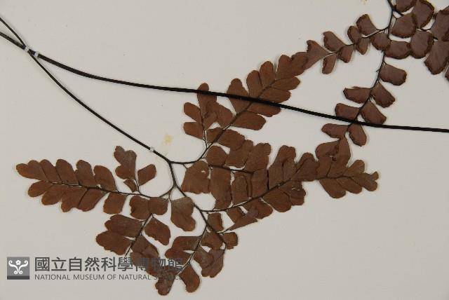 扇葉鐵線蕨藏品圖，第3張