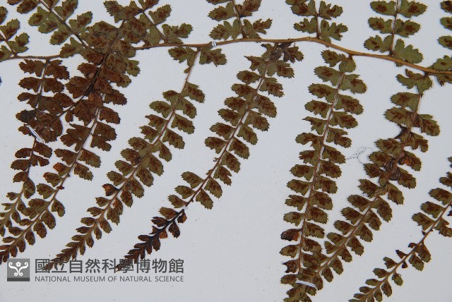 姬蹄蓋蕨藏品圖，第4張