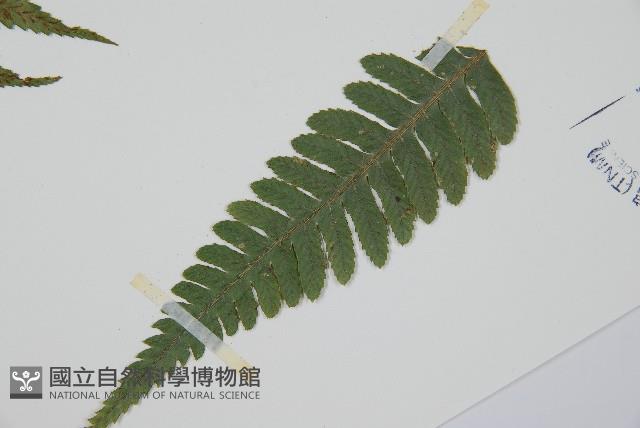 廣葉深山雙蓋蕨藏品圖，第4張