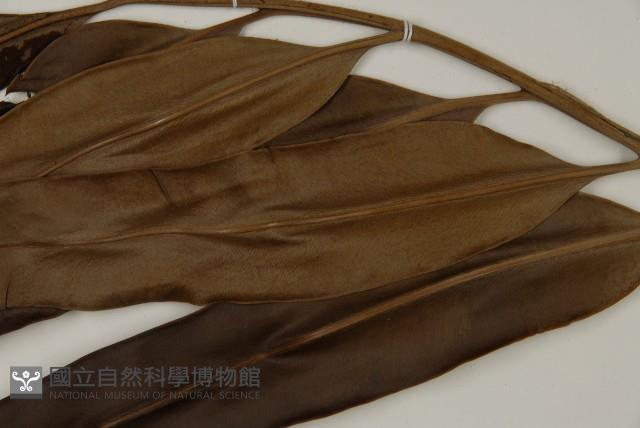 鹵蕨藏品圖，第4張