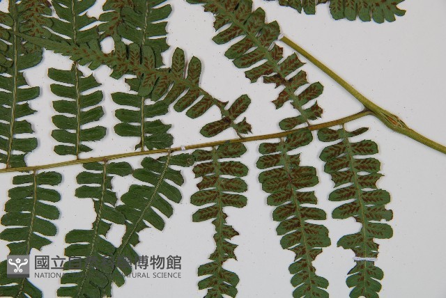 奄美雙蓋蕨藏品圖，第4張