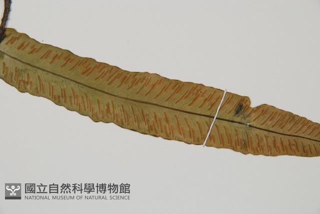 Accession Number:P002453 Collection Image, Figure 4, Total 4 Figures