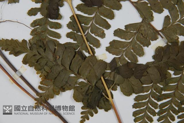 團羽鱗蓋蕨藏品圖，第4張