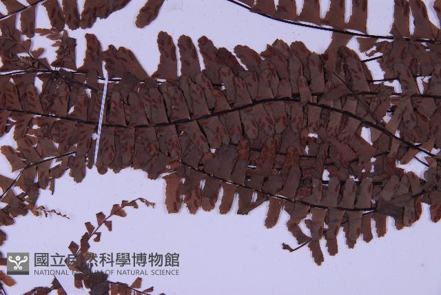 生芽鐵角蕨藏品圖，第4張