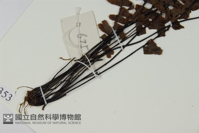 生芽鐵角蕨藏品圖，第4張