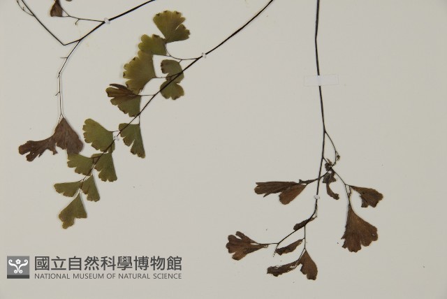 鐵線蕨藏品圖，第4張