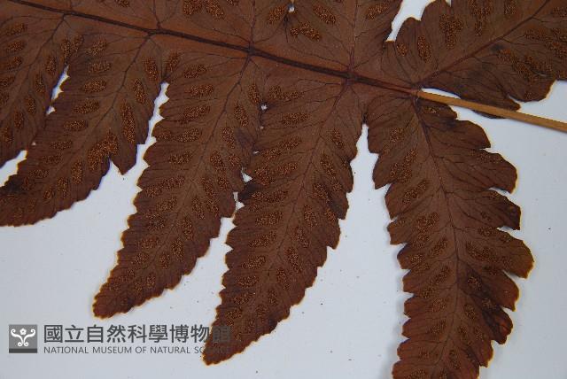 羽節蕨藏品圖，第4張