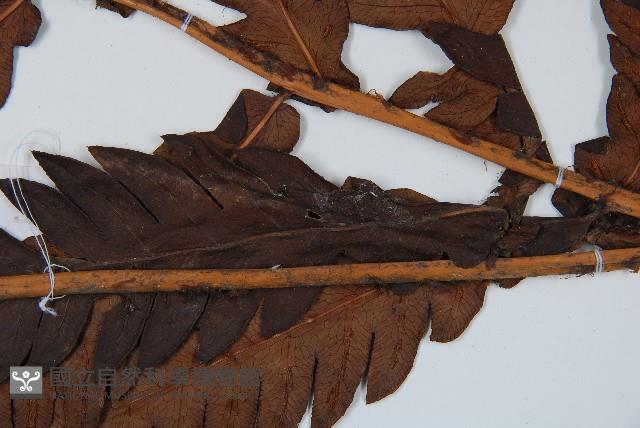 日本狗脊蕨藏品圖，第4張