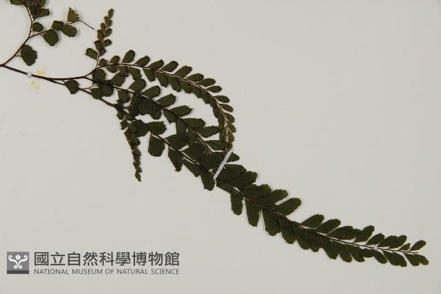 毛葉鐵線蕨藏品圖，第4張