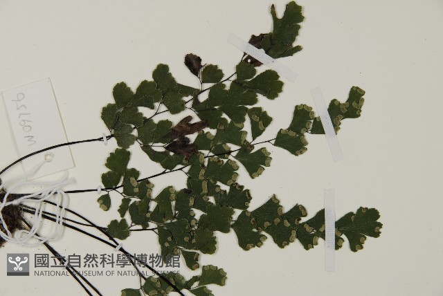 鐵線蕨藏品圖，第4張