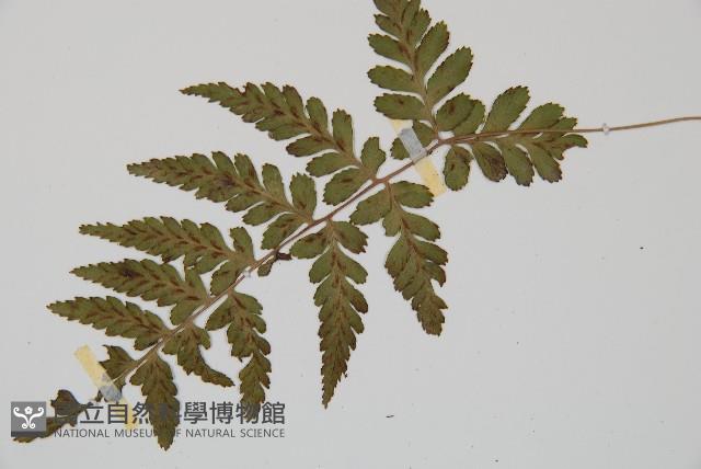 阿里山蹄蓋蕨藏品圖，第4張