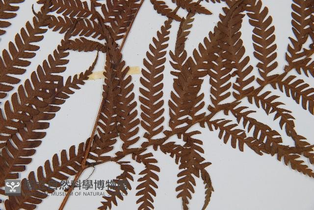 筆筒樹藏品圖，第3張