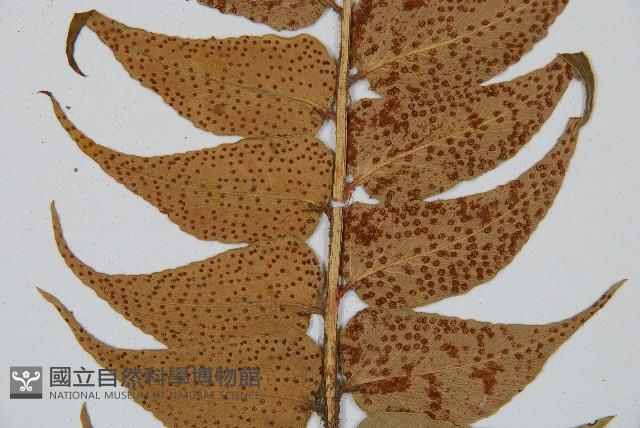 全緣貫眾蕨藏品圖，第4張