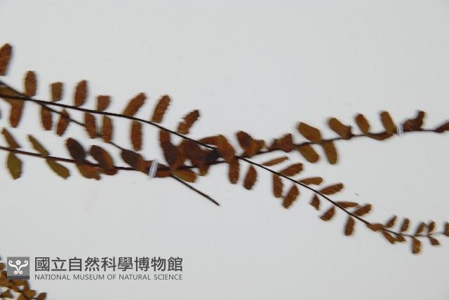 三翅鐵角蕨藏品圖，第4張