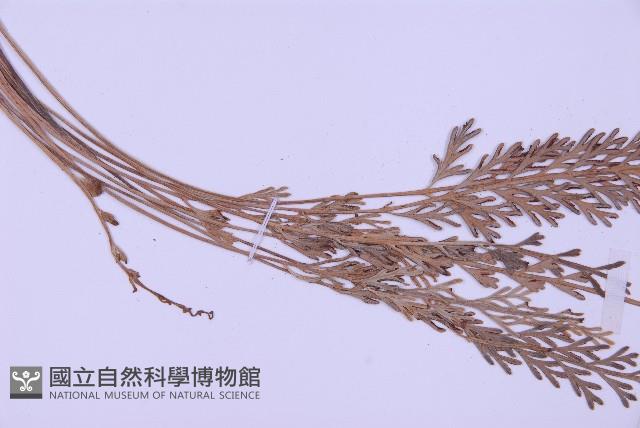 長生鐵角蕨藏品圖，第4張