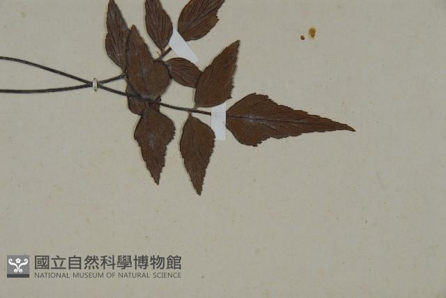 革葉鐵角蕨藏品圖，第3張