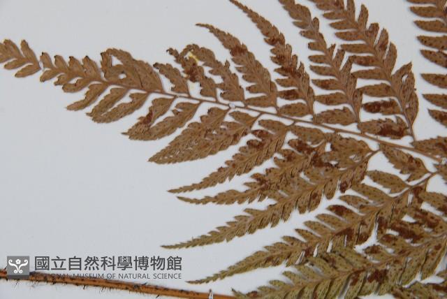 小葉複葉耳蕨藏品圖，第4張