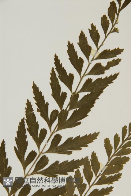 裂葉鐵角蕨藏品圖，第4張