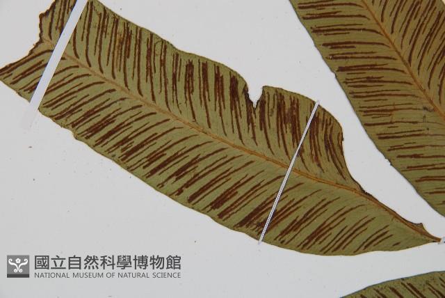 細柄雙蓋蕨藏品圖，第4張