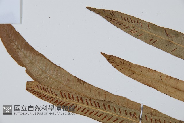 單葉雙蓋蕨藏品圖，第4張