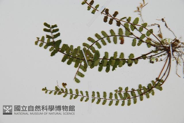 三翅鐵角蕨藏品圖，第4張