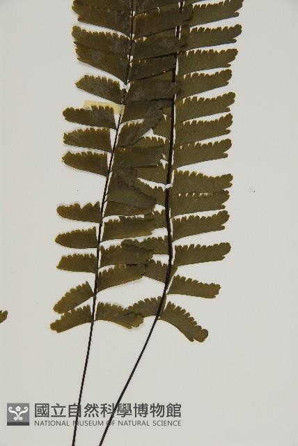 薄葉孔雀鐵角蕨、邊孢鐵角蕨藏品圖，第4張
