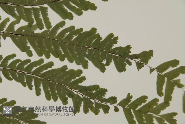 掌葉鐵線蕨藏品圖，第4張