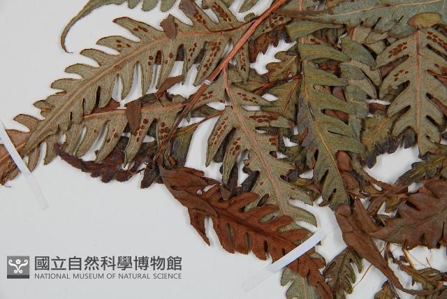 Accession Number:P006093 Collection Image, Figure 4, Total 5 Figures