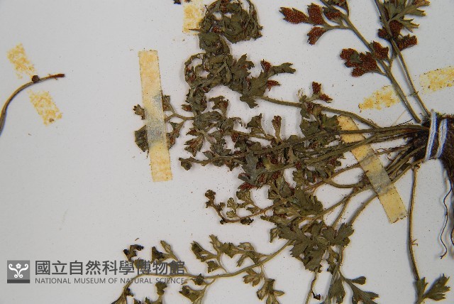 小葉鐵角蕨藏品圖，第4張