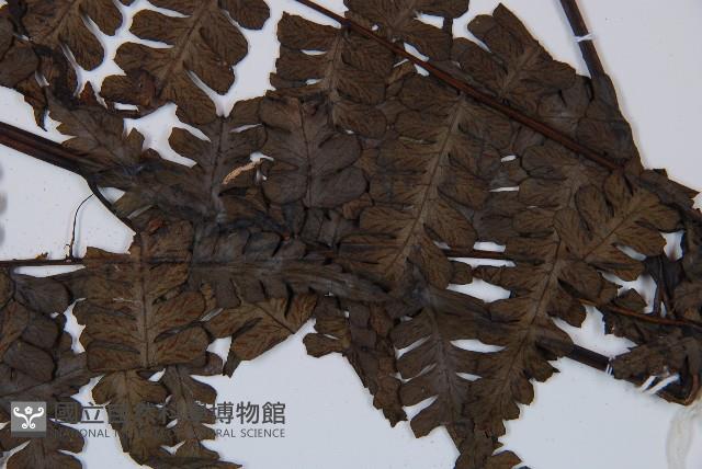 草綠短腸蕨藏品圖，第4張