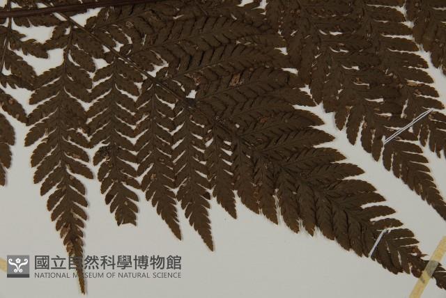 金毛蕨藏品圖，第4張