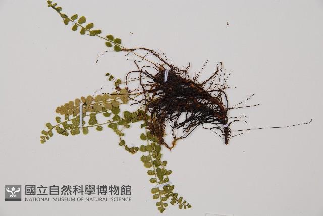 綠柄鐵角蕨藏品圖，第4張