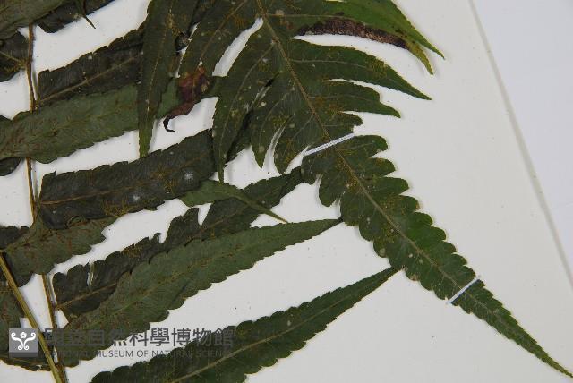 廣葉鋸齒雙蓋蕨藏品圖，第3張