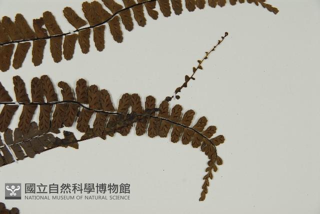 生芽鐵角蕨藏品圖，第4張