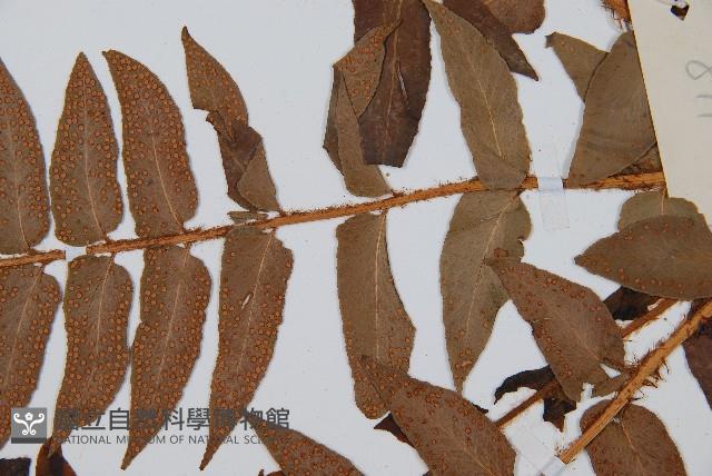 貫眾蕨藏品圖，第4張