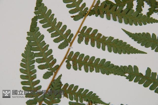奄美雙蓋蕨藏品圖，第4張