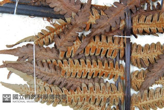 大桫欏藏品圖，第7張