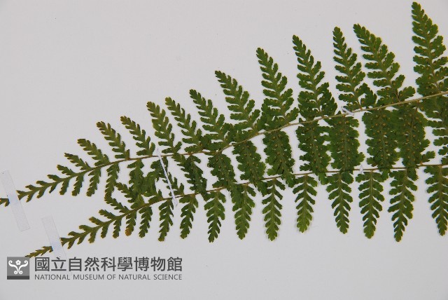 台灣亮毛蕨藏品圖，第4張