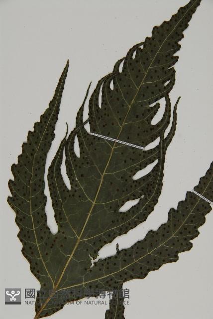 三叉蕨藏品圖，第4張