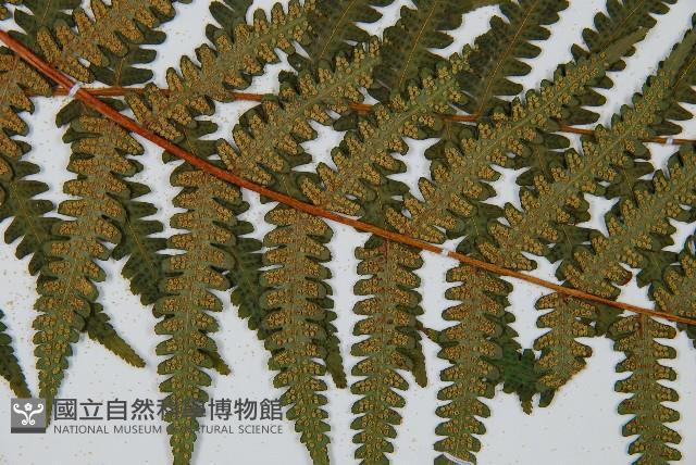 韓氏桫欏藏品圖，第7張