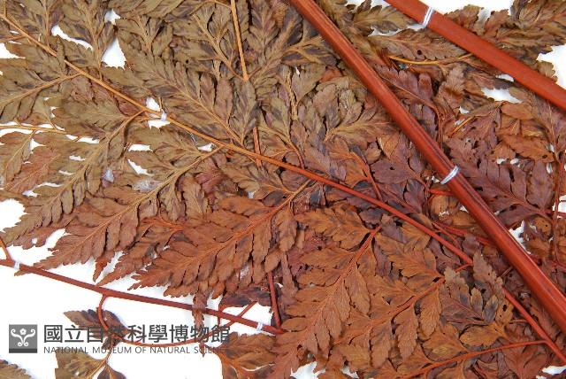 大葉骨碎補藏品圖，第4張