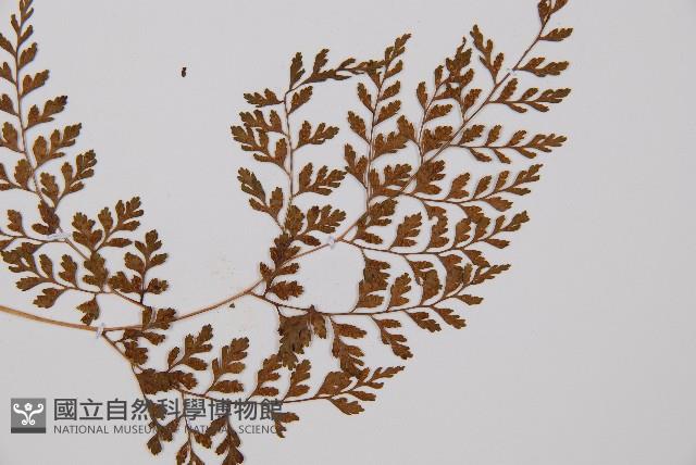 寬葉冷蕨藏品圖，第4張