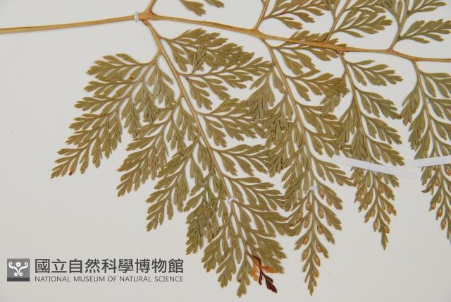 海州骨碎補藏品圖，第4張