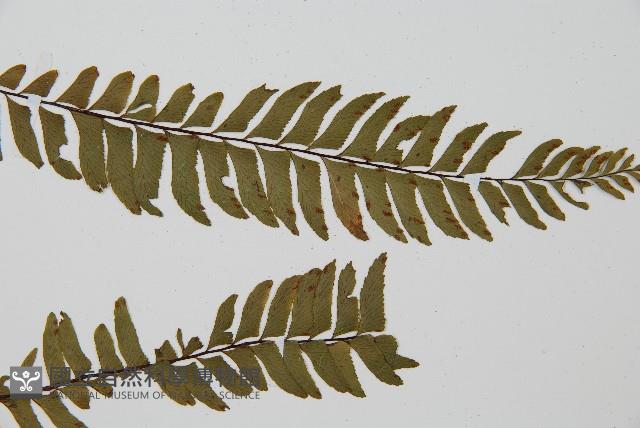 單邊鐵角蕨藏品圖，第4張