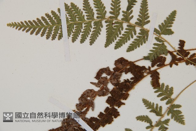 細毛碗蕨藏品圖，第4張