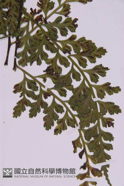 大鐵角蕨藏品圖，第4張