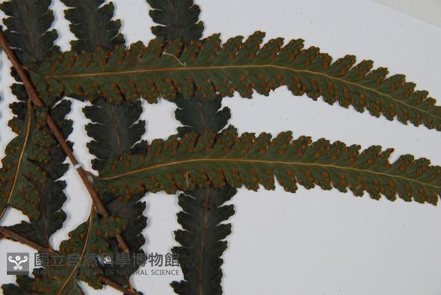 邊緣鱗蓋蕨藏品圖，第4張