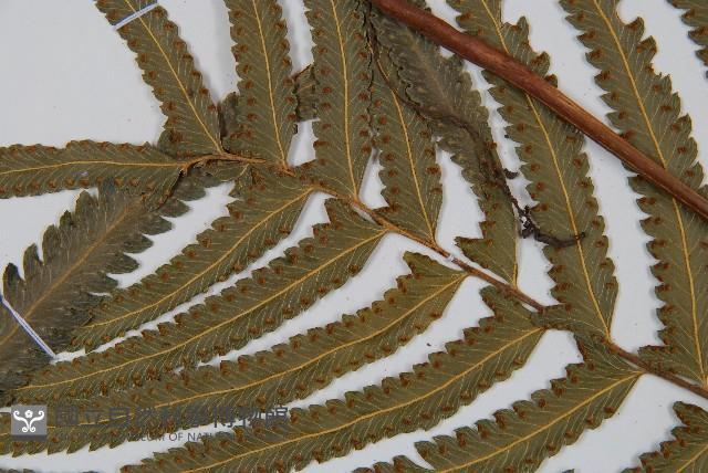 邊緣鱗蓋蕨藏品圖，第4張